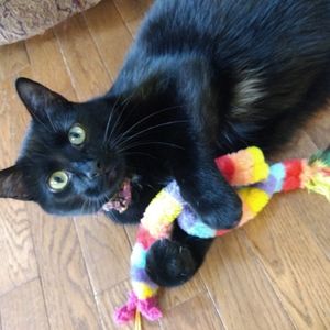 Meet your Posher, Jillian